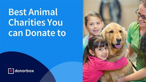 17 Best Animal Charities You Can Donate To.